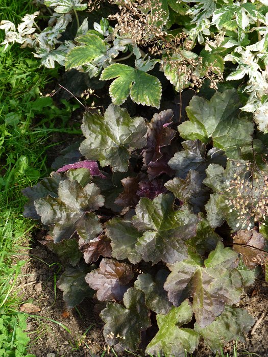 Heuchera micrantha